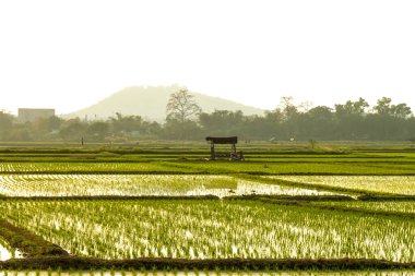 Gün doğumunda ve günbatımında yemyeşil çeltik tarlalarında genç pirinç bitkileri