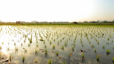 Gün doğumunda ve günbatımında yemyeşil çeltik tarlalarında genç pirinç bitkileri