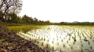 Gün doğumunda ve günbatımında yemyeşil çeltik tarlalarında genç pirinç bitkileri