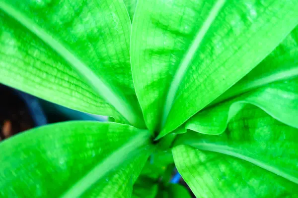 Parlak Yeşil Tropikal Yaprakların Üst Görünümü