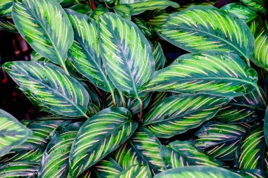 Calathea Güzellik Yıldızı yeşil ve pembe çizgili yapraklı tropikal bitki