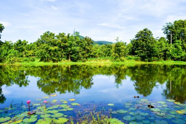 Mavi Gök Altında Nilüfer ve Orman Yansımalı Huzurlu Doğal Gölet