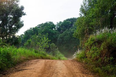 Doğa bölgesindeki yemyeşil ormandan geçen toprak yol.