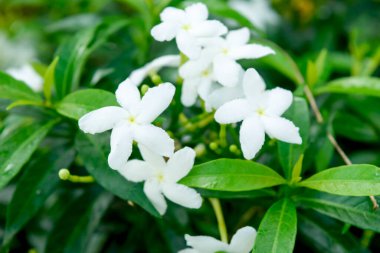 Beyaz çiçek, Beyaz Sampaguita Jasmine Orang Jessamine bahçede, Filipinler Cumhuriyeti 'nin çiçeği