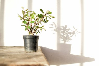 Dikenli Taç (Euphorbia milii) Ot 'taki Çiçek Bitkisi Ahşap Masa üzerinde Doğal Işık ve Gölge ile