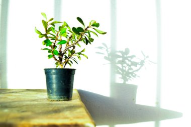 Dikenli Taç (Euphorbia milii) Ot 'taki Çiçek Bitkisi Ahşap Masa üzerinde Doğal Işık ve Gölge ile