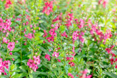 Baharda bahçenin kırmızı çiçekleri