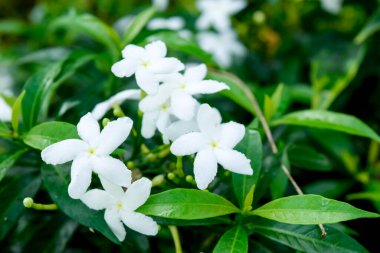 Beyaz çiçek, Beyaz Sampaguita Jasmine Orang Jessamine bahçede, Filipinler Cumhuriyeti 'nin çiçeği