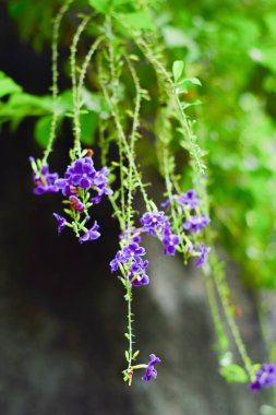 Bahçede mor çiçekler