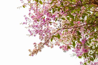 Bahçedeki güzel çiçekler