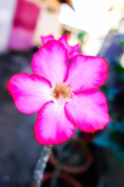 Bahçedeki güzel çiçekler