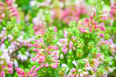 Renkli Erica Çiçekleri Taze Yeşil Arkaplanda Bahçede Çiçek Açıyor