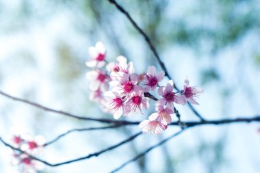 Güzel kiraz çiçekleri baharda sakura