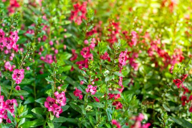 Sabah bahçede kırmızı çiçekler.