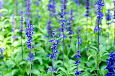 Mavi Salvia Çiçekleri Bahçede Arı Çiçeği