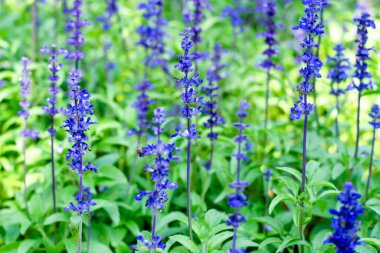 Yaz bahçesinde güzel çiçekler.