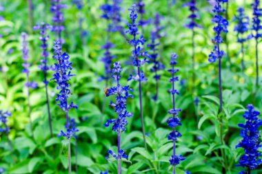 Bahçedeki güzel mavi çiçekler