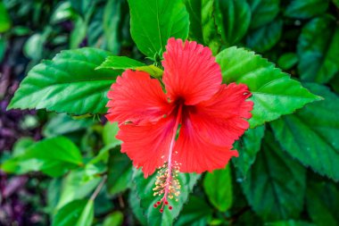 Tamamen Çiçekli Kırmızı Hibiscus Çiçeği Doğal Bahçede Tropikal Güzellik