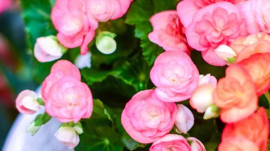 Güzel doğal kırmızı ve pembe begonya çiçekleri. Çiçek bahçesinde çiçek açıyor. Arka plan ve duvar kağıdı için.