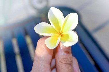 Kadın el ele tutuşan Tesisatçı Çiçeği