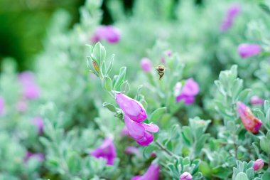Pembe çiçeğin üzerindeki arı nektarı emiyor ve harika kokunun tadını çıkarıyor.