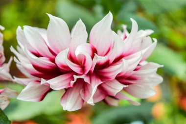 Çiçek açmış pembe ve beyaz bir yıldız çiçeğinin yakın çekimi