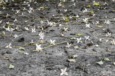 Yasemin çiçekleri grunge beton zeminde.