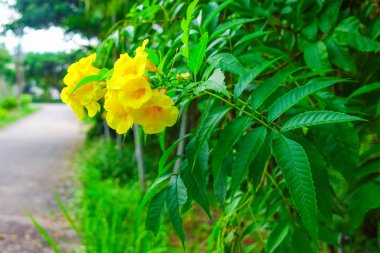 Bahçedeki güzel sarı çiçek