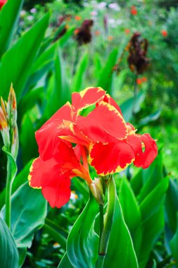 Bahçedeki güzel çiçekler