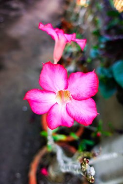 Bahçedeki güzel çiçekler