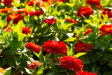 Canlı Turuncu Zinnia Çiçeklerinin Kapalı Çekimi Tam Çiçek, Parlak Bahçe Güzelliği