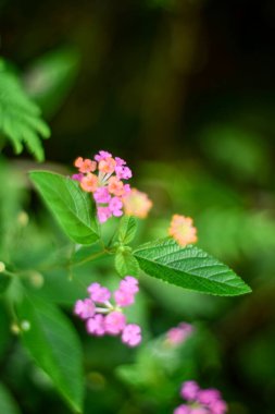 Pembe Batı Hint Lantana Büyüyor