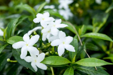 Beyaz çiçek, Beyaz Sampaguita Jasmine Orang Jessamine bahçede, Filipinler Cumhuriyeti 'nin çiçeği