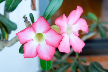 Güzel Pembe Adenyum obesum, Çöl Gülü Çiçeği