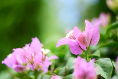 Pembe küçük bougainvillea (Bougainvillea glabra)