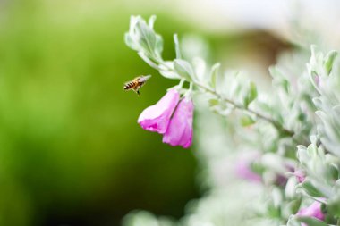 Pembe çiçeğin üzerindeki arı nektarı emiyor ve harika kokunun tadını çıkarıyor.