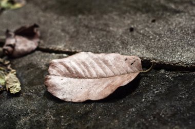 Beton zeminde kurumuş yapraklar