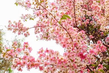 Parlak Gökyüzü Arkaplanına Karşı Çiçek Açan Pembe Trompet Ağacı