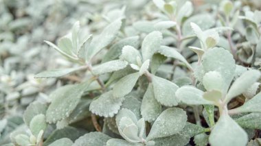 Kalanchoe Pumila Çiçekte Sulu