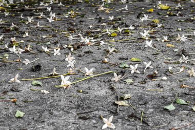 Yasemin çiçekleri grunge beton zeminde.