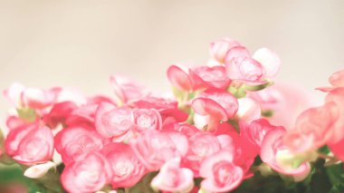 Güzel doğal kırmızı ve pembe begonya çiçekleri. Çiçek bahçesinde çiçek açıyor. Arka plan ve duvar kağıdı için.