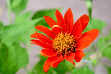 Bahçedeki turuncu papatyayı kapat.