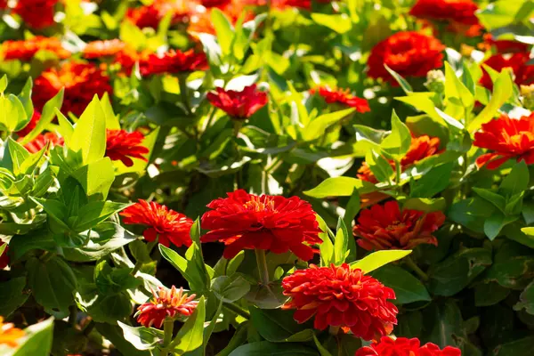 Canlı Turuncu Zinnia Çiçeklerinin Kapalı Çekimi Tam Çiçek, Parlak Bahçe Güzelliği