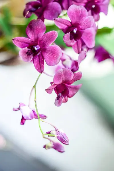 Güzel orkide çiçeğini ve bahçedeki yeşil yaprakları kapat, doğal arka planı olan güzel orkide çiçeğini..