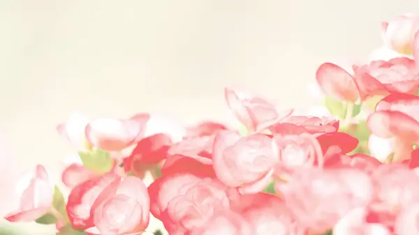 Güzel doğal kırmızı ve pembe begonya çiçekleri. Çiçek bahçesinde çiçek açıyor. Arka plan ve duvar kağıdı için.