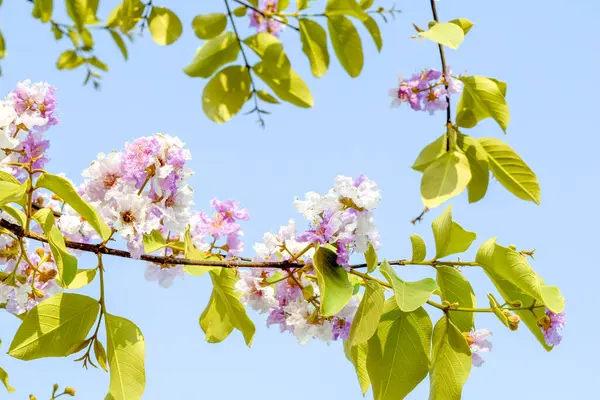 Lagerstroemia makrocarpa Duvar Çiçeği, Lythraceae, Kraliçe 'nin parlak gökyüzündeki çiçeği, yaklaşan yazın bir sembolü..