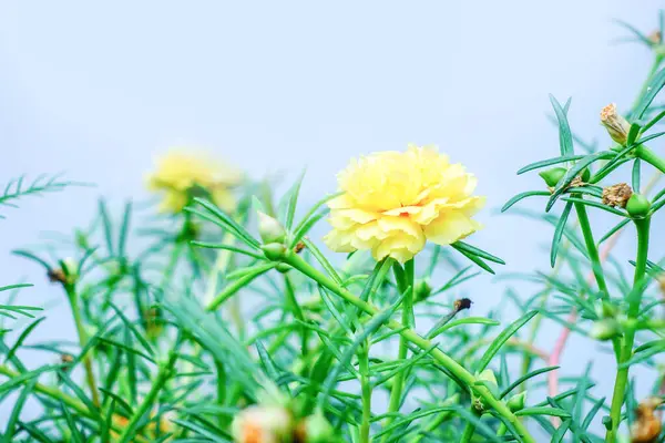 Sarı Marigold Çiçeği Yeşil Yapraklarla Beyaz Arkaplanda İzole Edildi