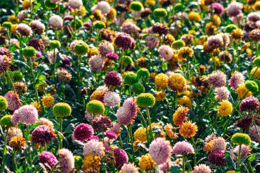Renkli Pompon Kasımpatı Canlı Çiçek Tarlasında Çiçekler