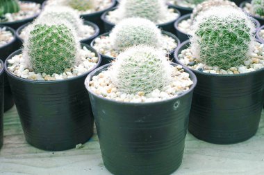 Bahçe Çocuk Yuvası 'ndaki Sıralarda Düzenlenmiş Plastik Saksılardaki Küçük Kaktüslerin Çeşitliliği