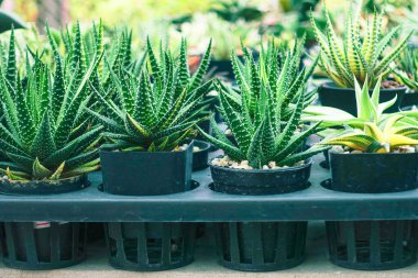 Bahçe Çocuk Yuvası 'ndaki Sıralarda Düzenlenmiş Plastik Saksılardaki Küçük Kaktüslerin Çeşitliliği